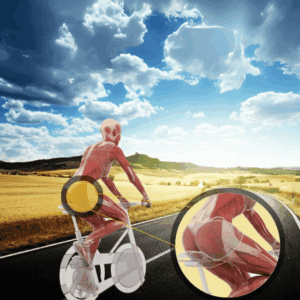Muscle Groups used, targeted, exercised, and toned by Cycling diagram